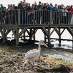 Dünya Sulak Alanlar Günü, 'Flamingo Şenliği' ile kutlandı (2)