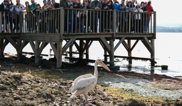 Dünya Sulak Alanlar Günü, 'Flamingo Şenliği' ile kutlandı (2)