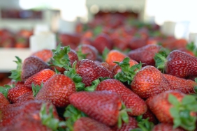 Çilekte kalitenin adresi Akçat Köyü (12)