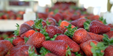 Çilekte kalitenin adresi Akçat Köyü (12)