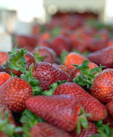 Çilekte kalitenin adresi Akçat Köyü (12)