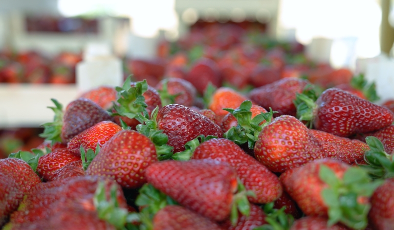 Çilekte kalitenin adresi Akçat Köyü!