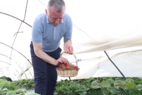 Başkan Büyükakın çilek hasadına katıldı (5)