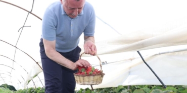 Başkan Büyükakın çilek hasadına katıldı (5)