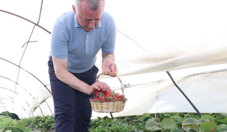 Başkan Büyükakın çilek hasadına katıldı (5)