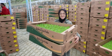 Gebzeli çiftçiye 500 bin sebze fidesi (4)
